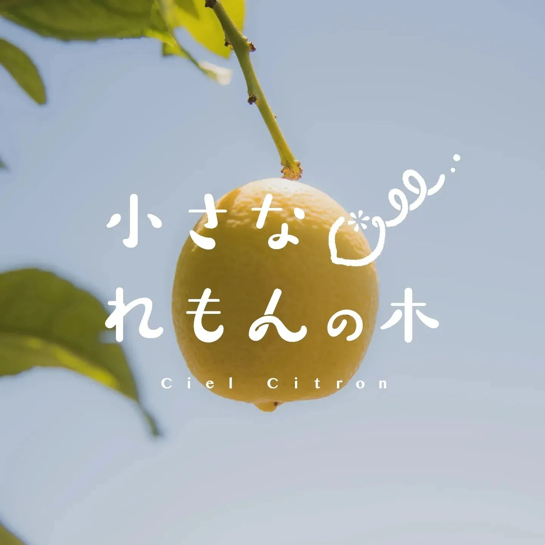 小さなれもんの木-1
