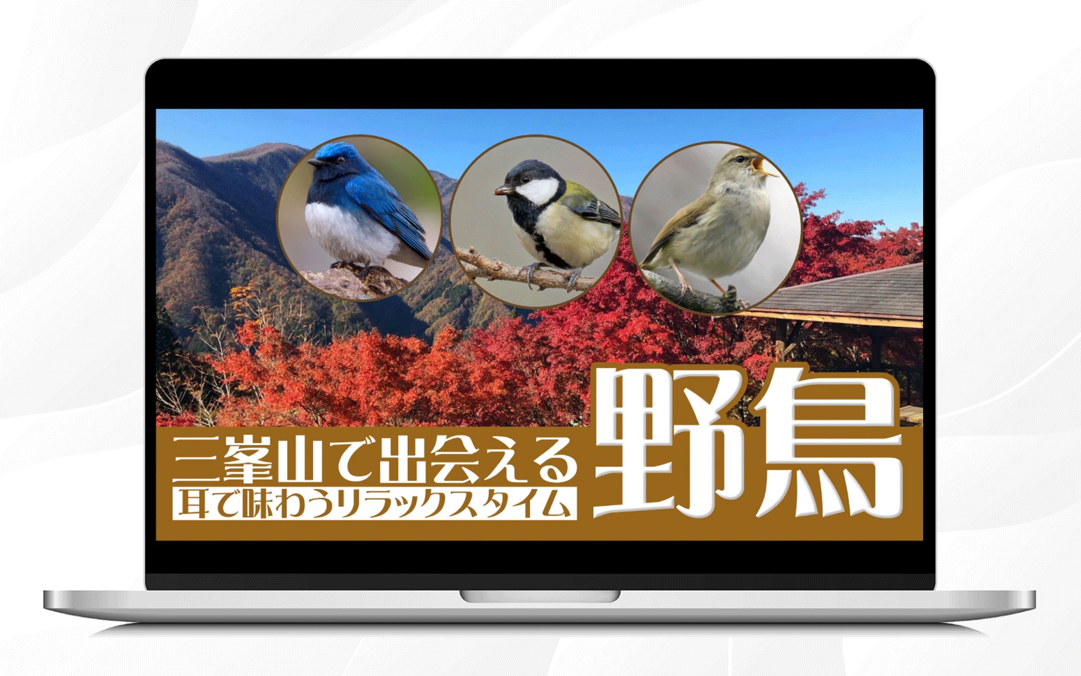 サムネイル｜三峯山の野鳥-1