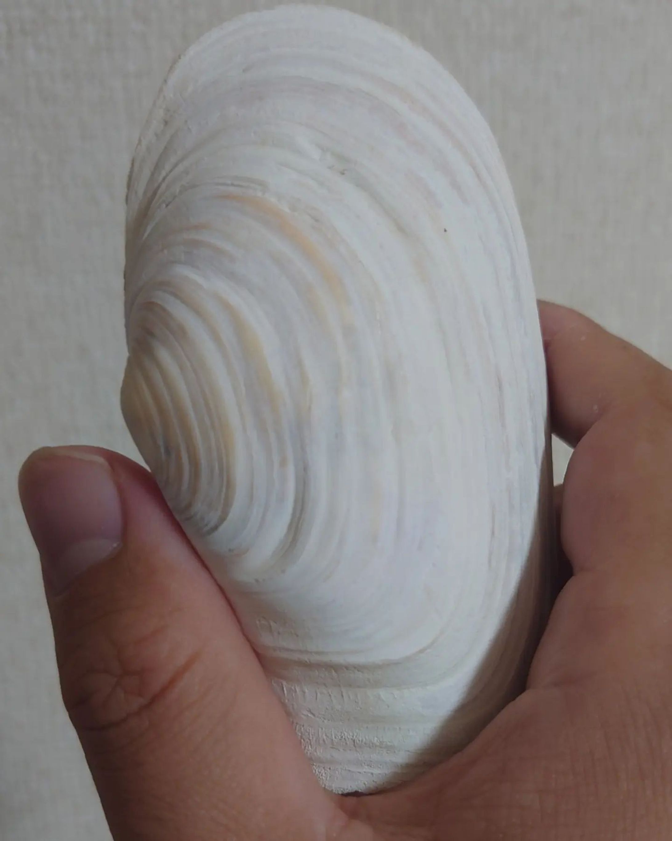 いただきものの貝殻-1