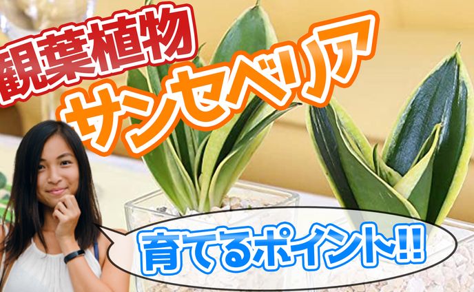 サムネイル（サンプル）