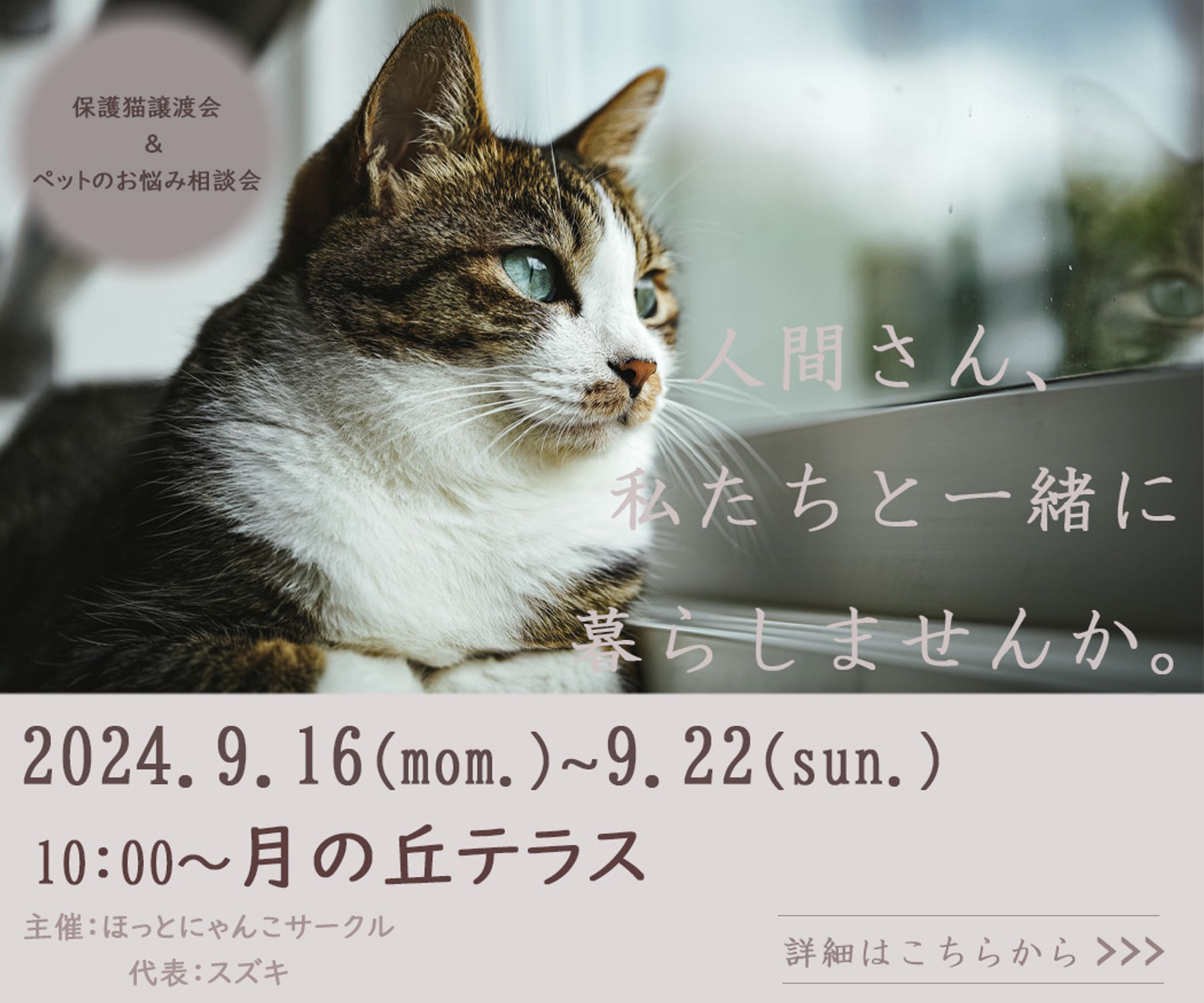 保護猫ちゃん譲渡会案内-1