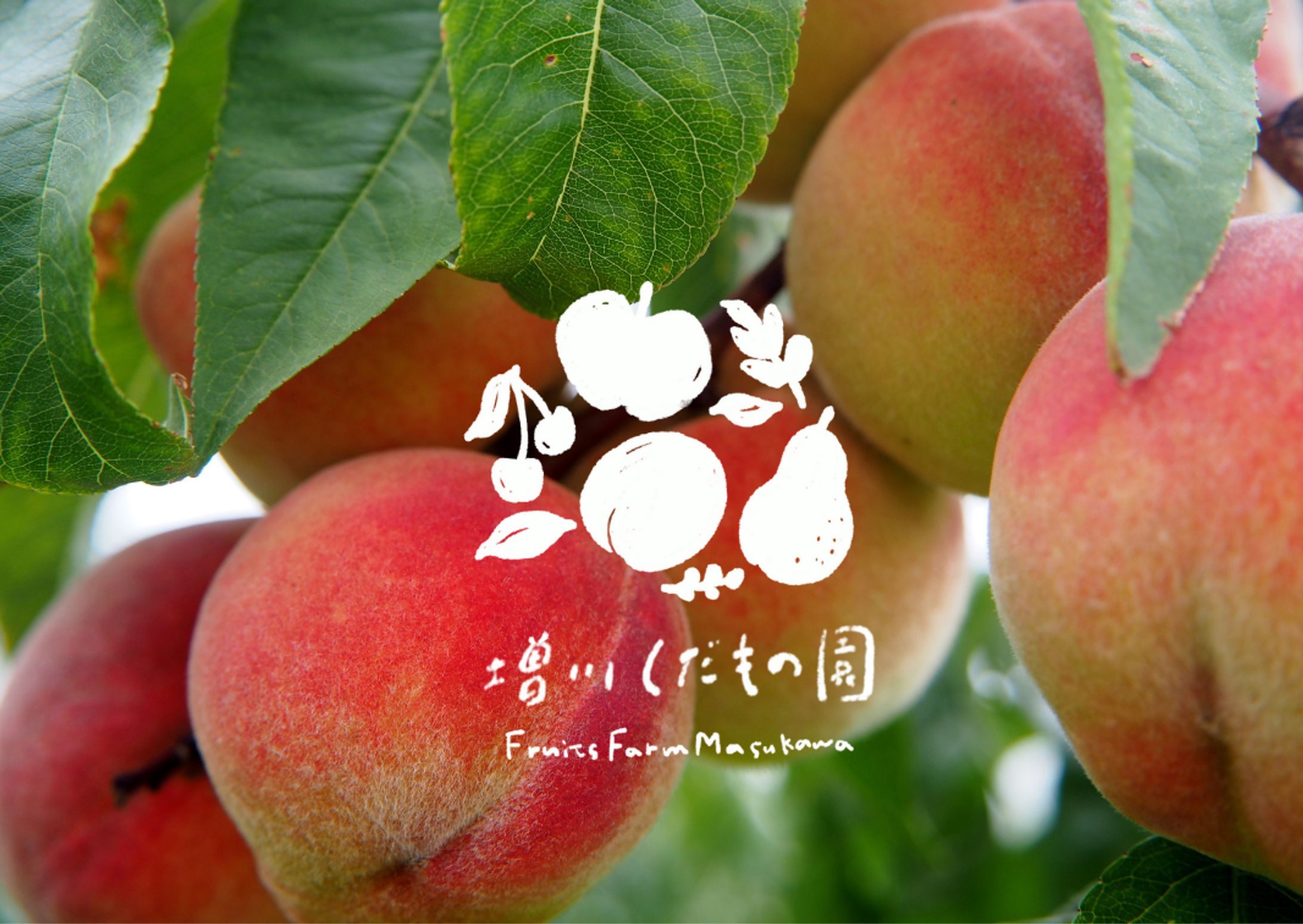 【ロゴデザイン】 増川くだもの園様｜山形県東根市-1