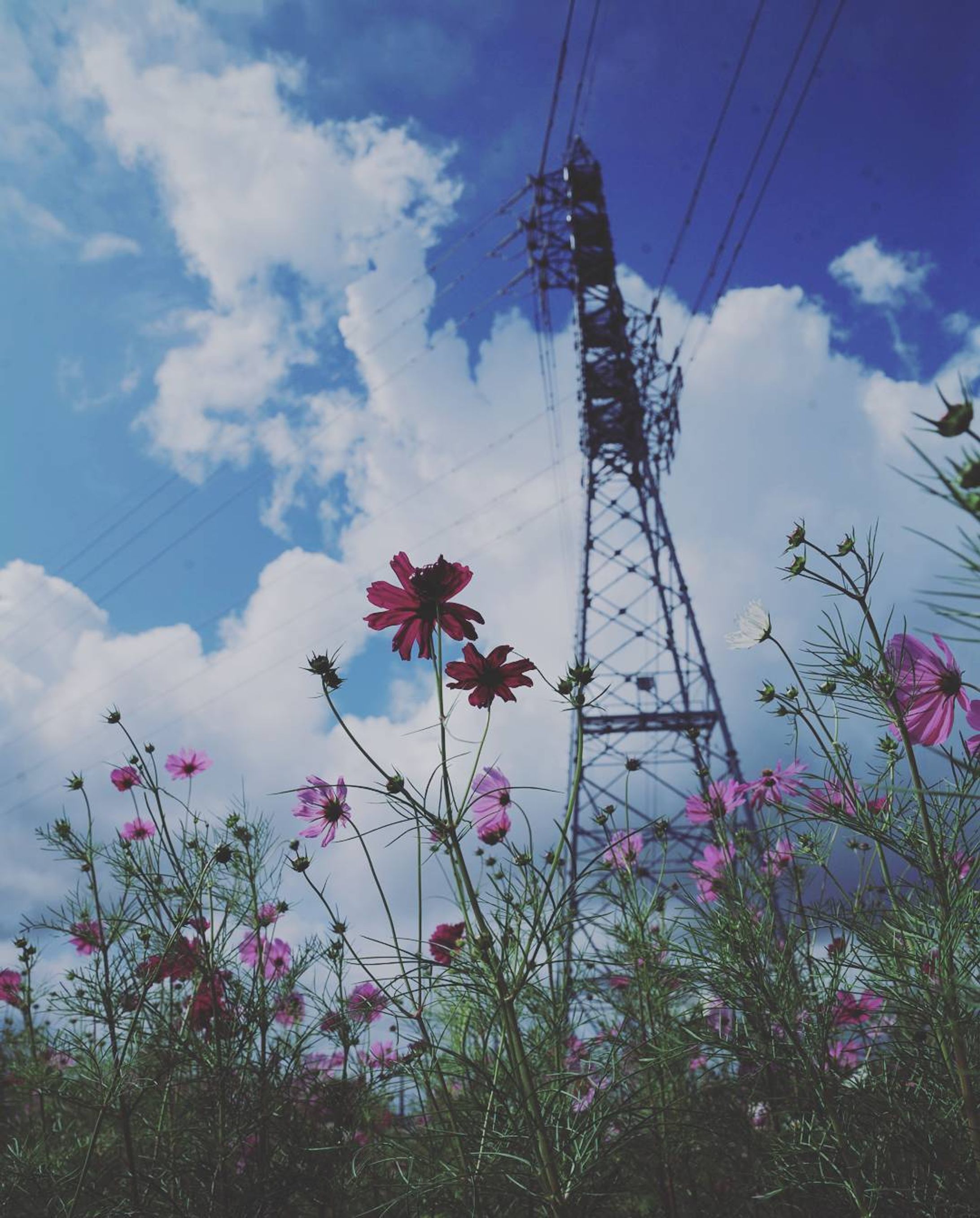 cosmos
#CanonEOS5D#福岡県#福岡市#周船寺#周船寺市民ふれあい広場#コスモス#秋桜#鉄塔#風景#landscape#花#青空#photography-1
