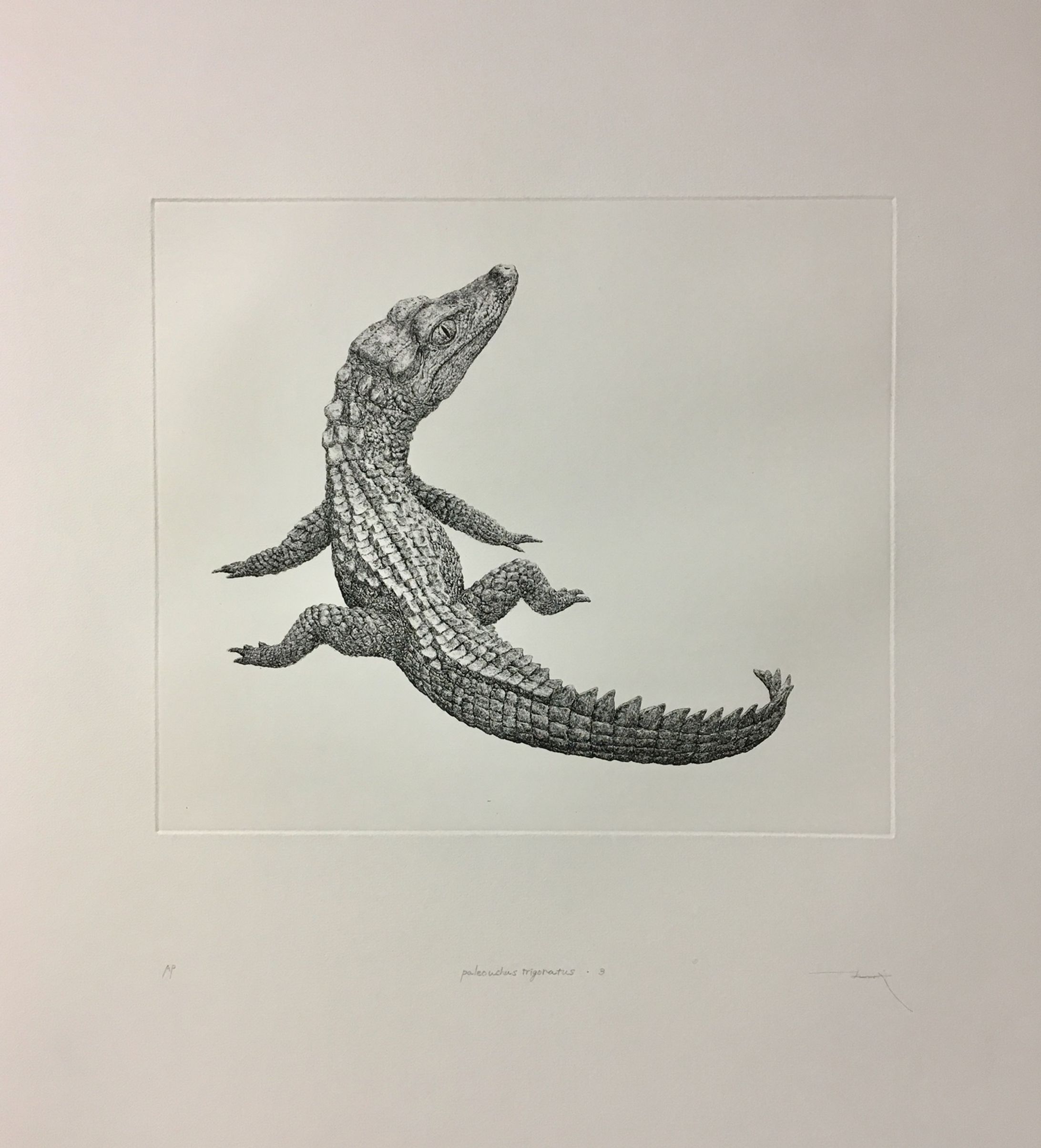 paleosuchus trigonatus 3-1