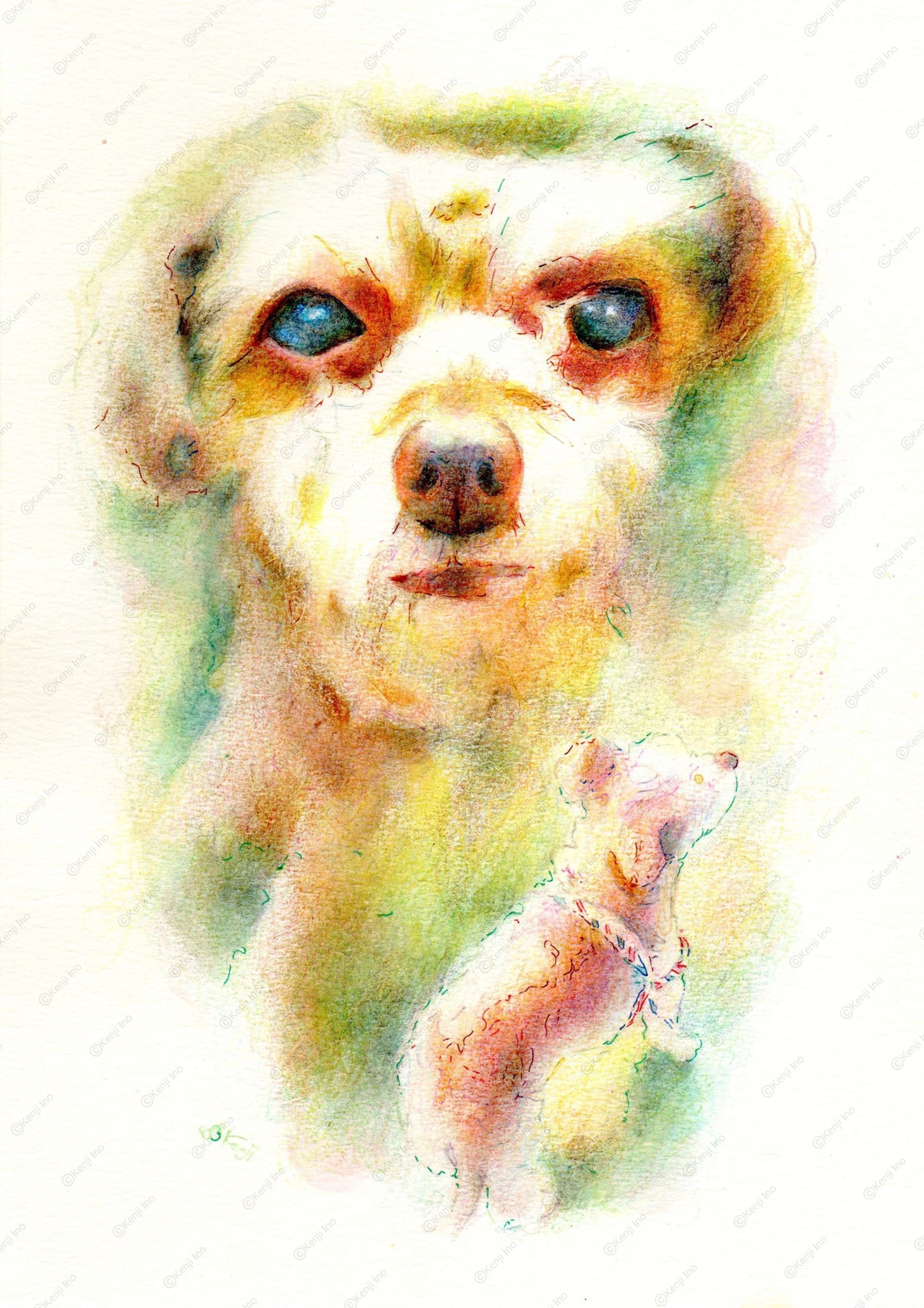 ココアちゃん♀_チワワ×トイプードル-1