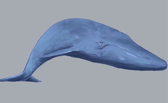 クジラ