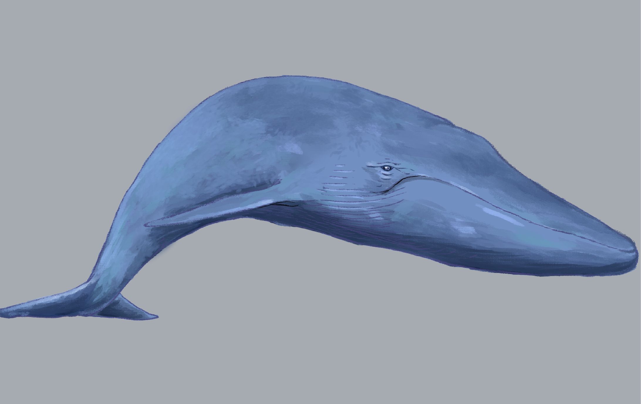 クジラ-1