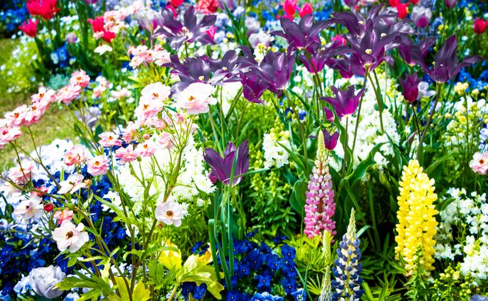 Spring Flowers in 2025