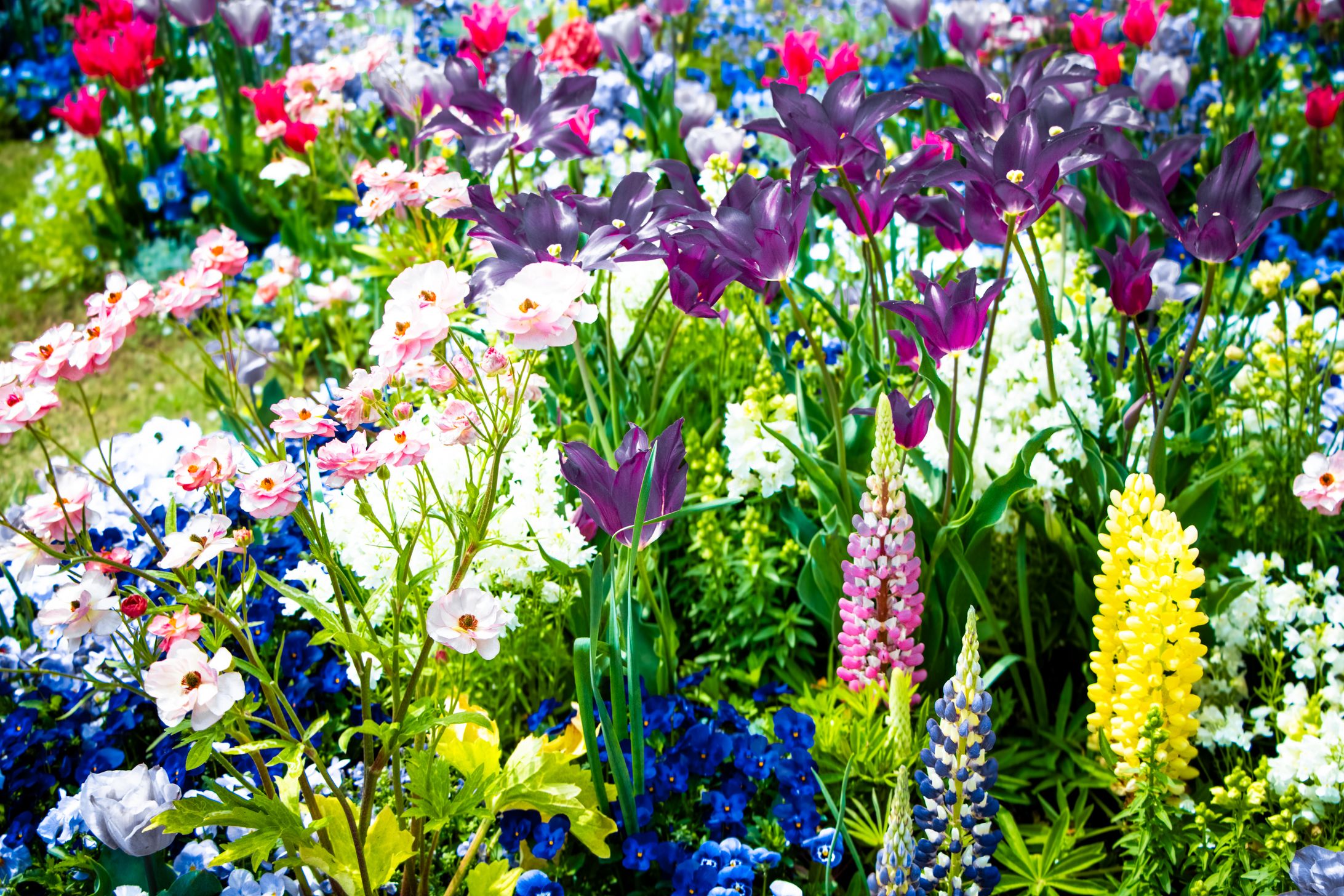 Spring Flowers in 2025-1