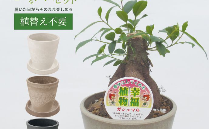 観葉植物（アマゾン商品画像制作）