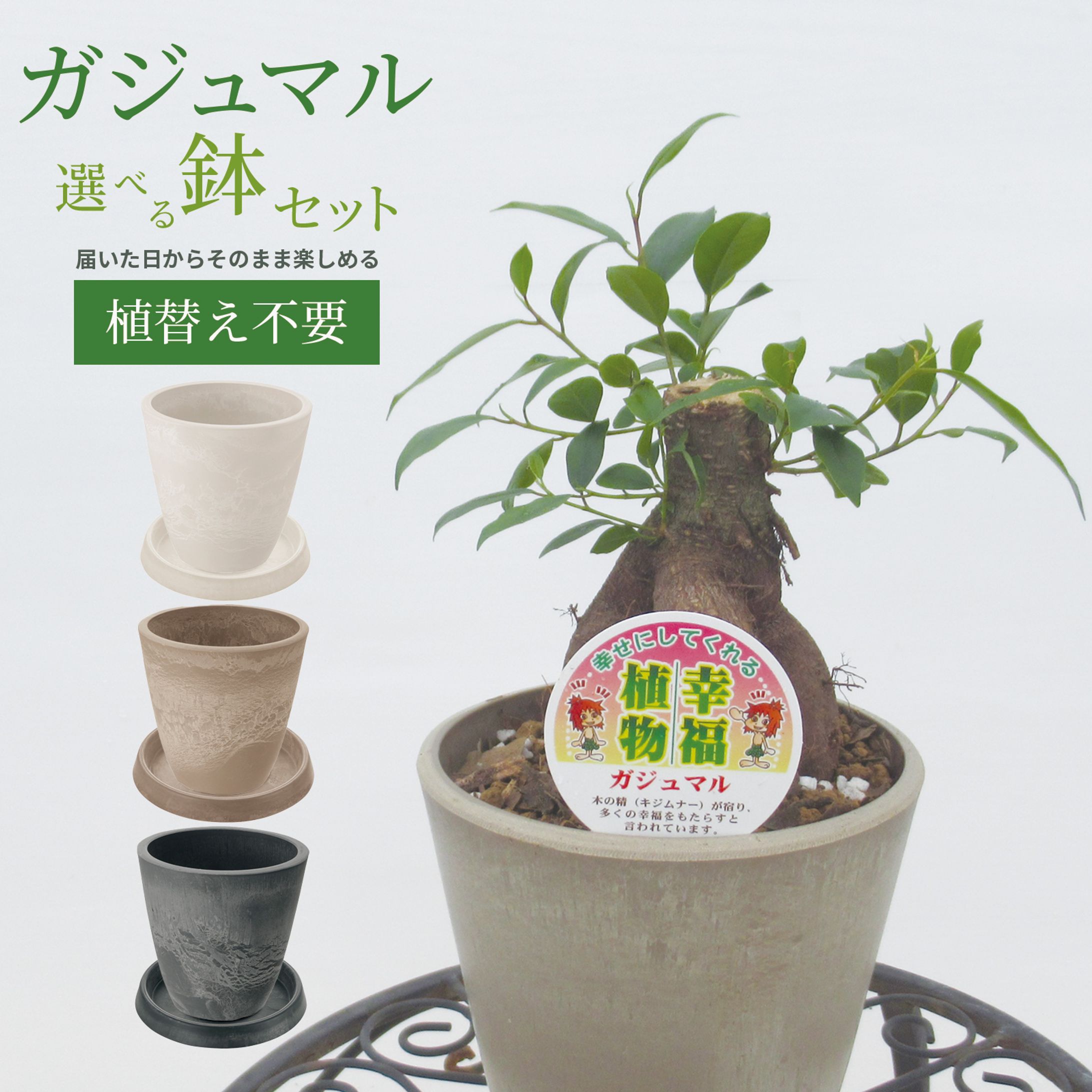 観葉植物（アマゾン商品画像制作）-1
