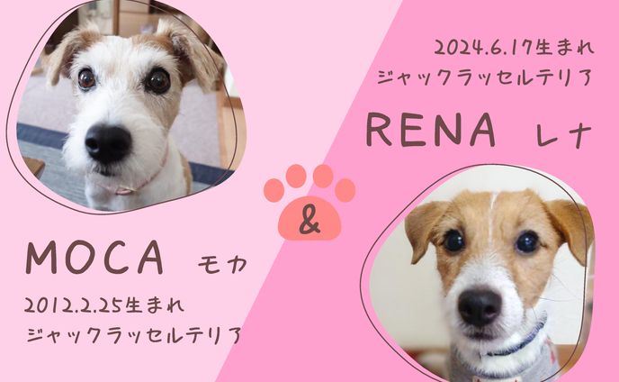 愛犬用名刺②