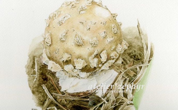 illustrations、植物