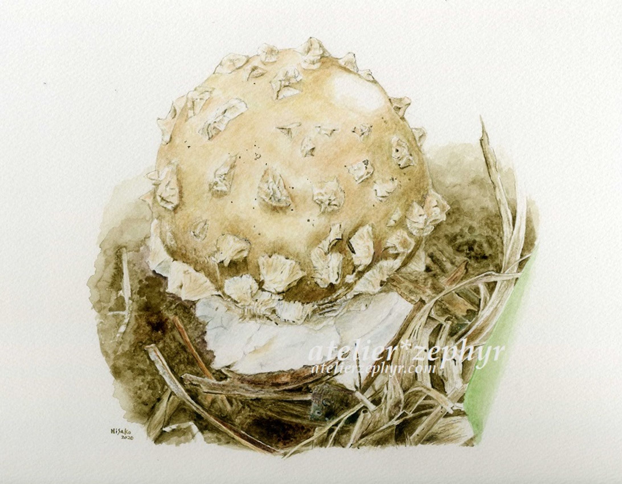 生物イラスト / Biological Illustrations-1