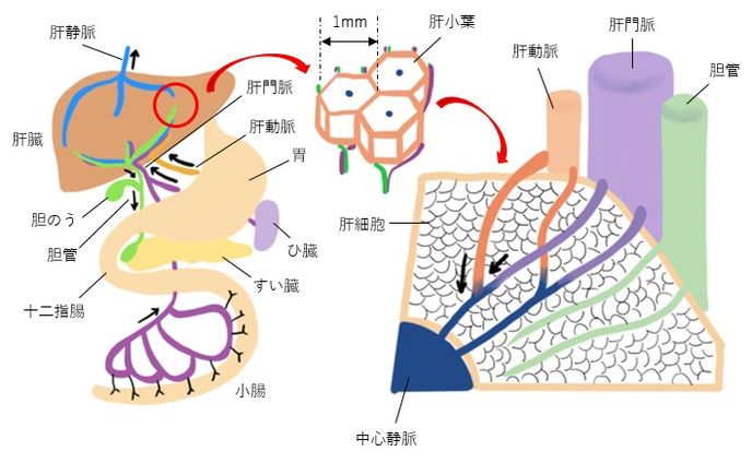 医療系画像のトレースイラスト