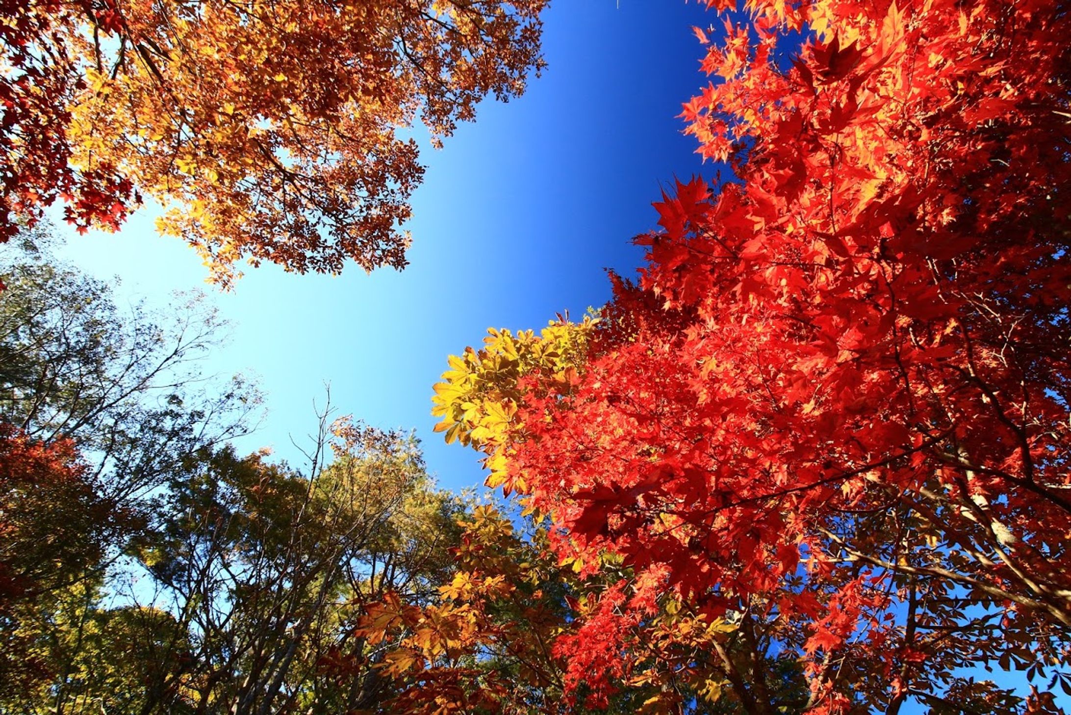 Nature-1