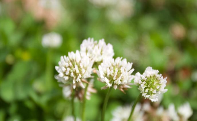 #しろつめくさ 
#写真 
#しゃしんすきなひとと繋がりたい 
#canon 
#canoneos