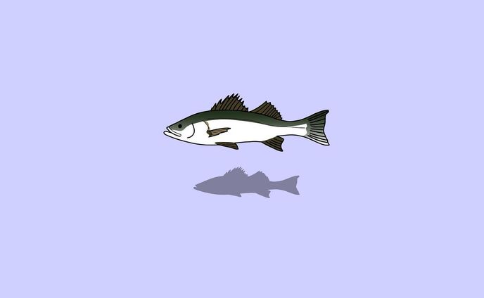 japan、海の生き物