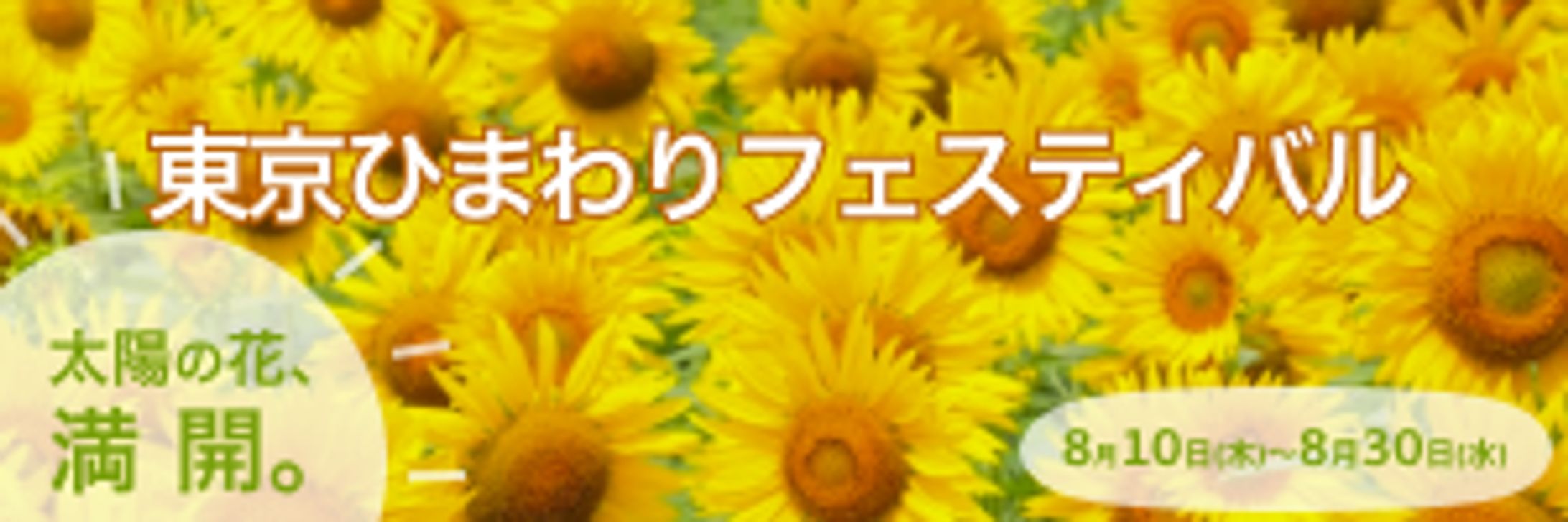 【バナー】ひまわりフェスティバル-1