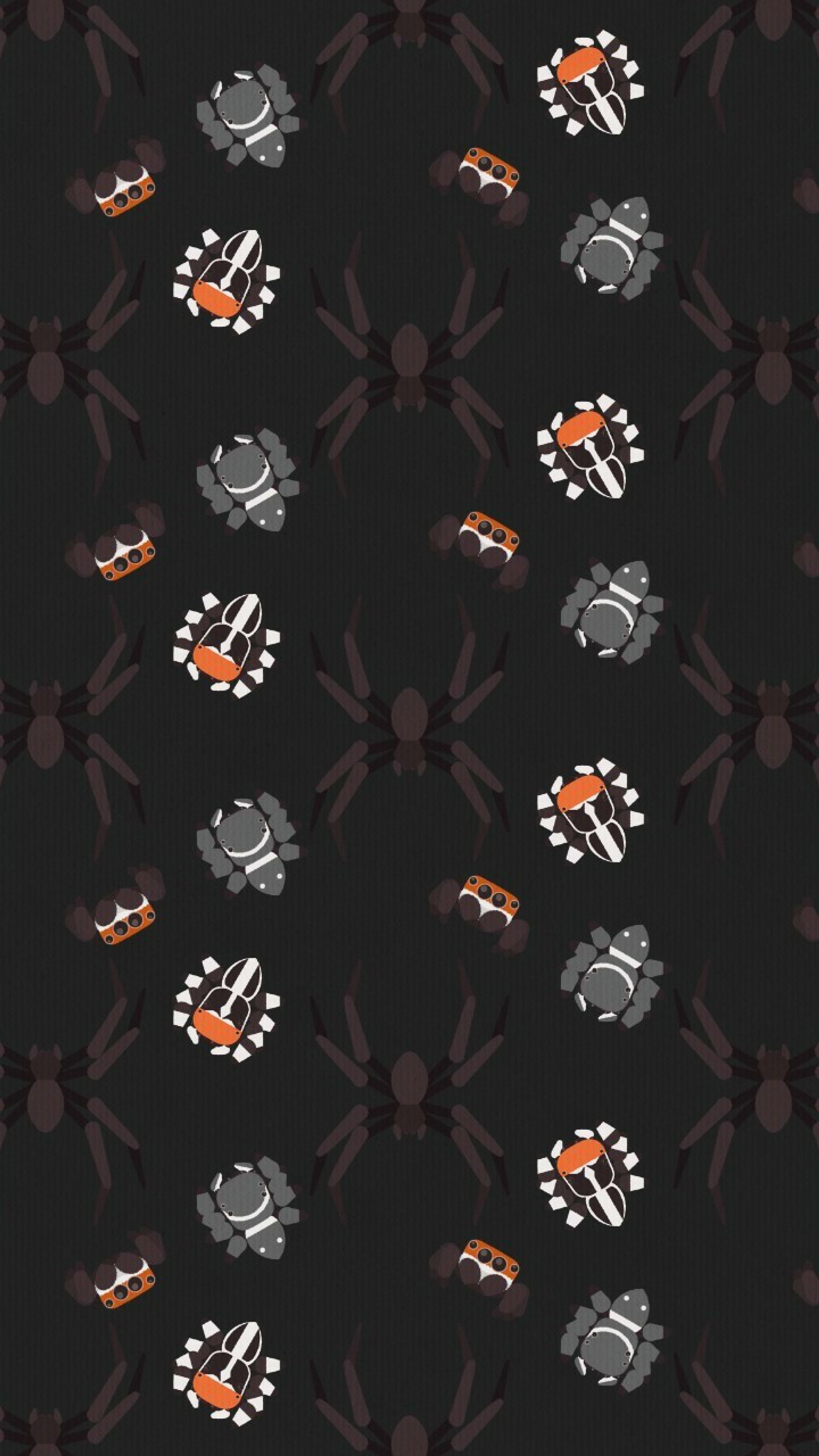 アシダカとハエトリグモのパターン-1