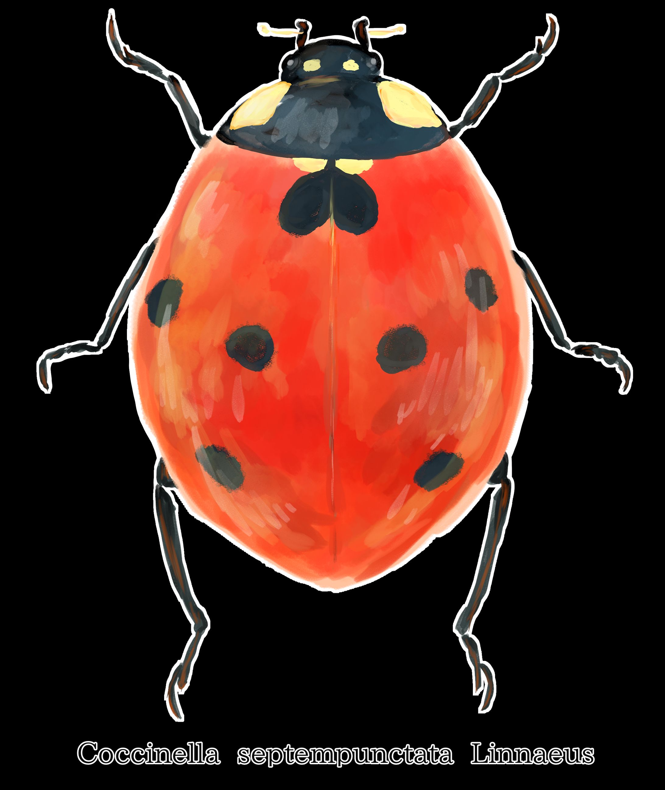 ナナホシテントウ-1
