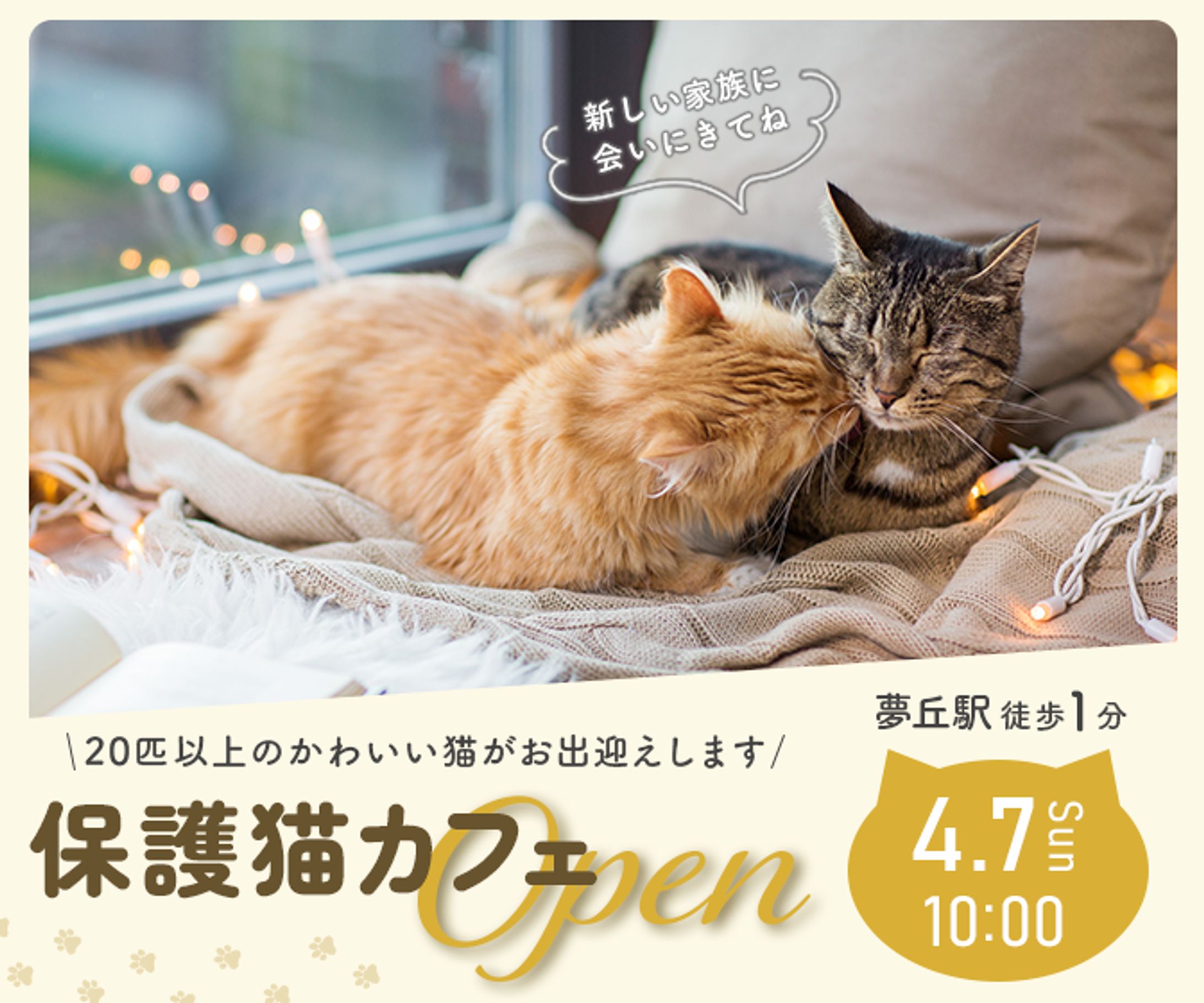 保護猫カフェのオープン告知-1