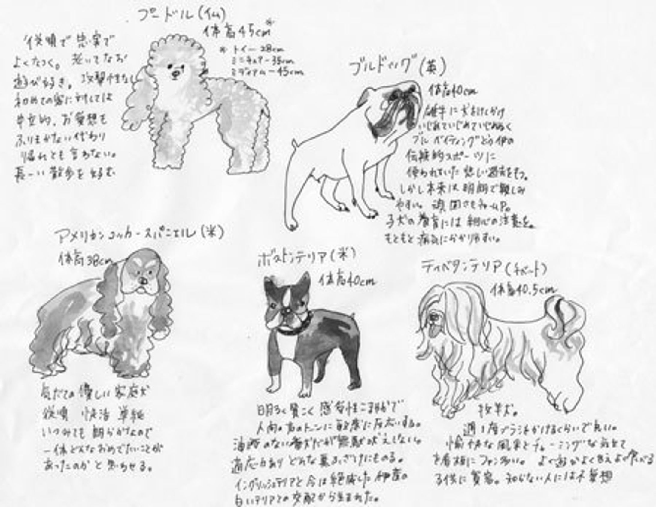 犬図鑑-1