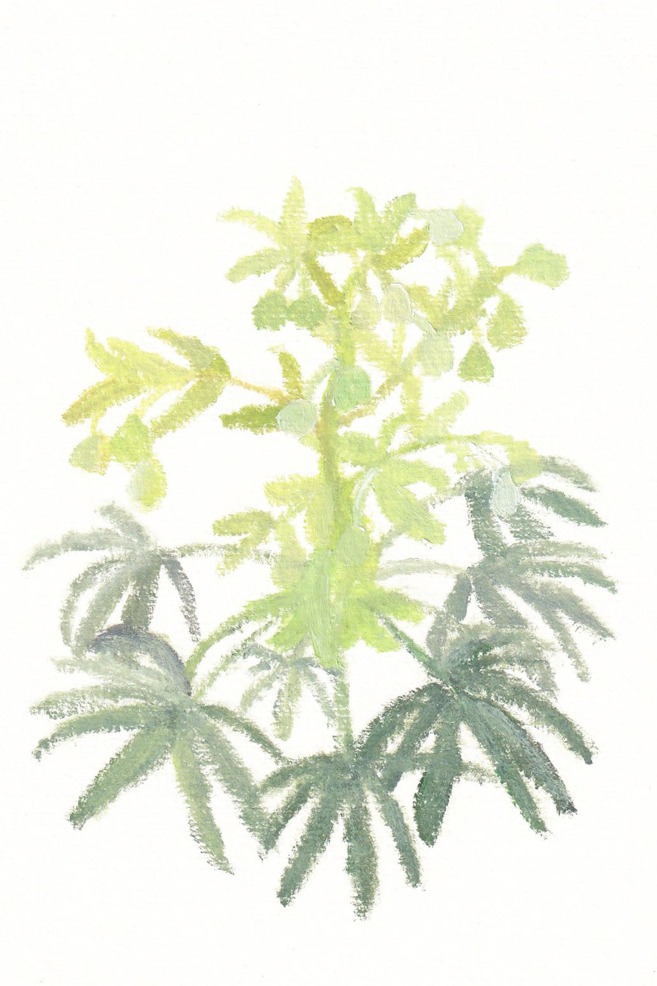 フェチダス-1