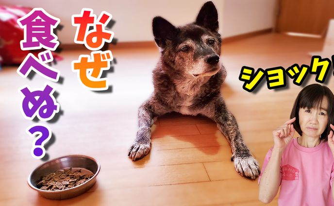 ドッグフードを食べない