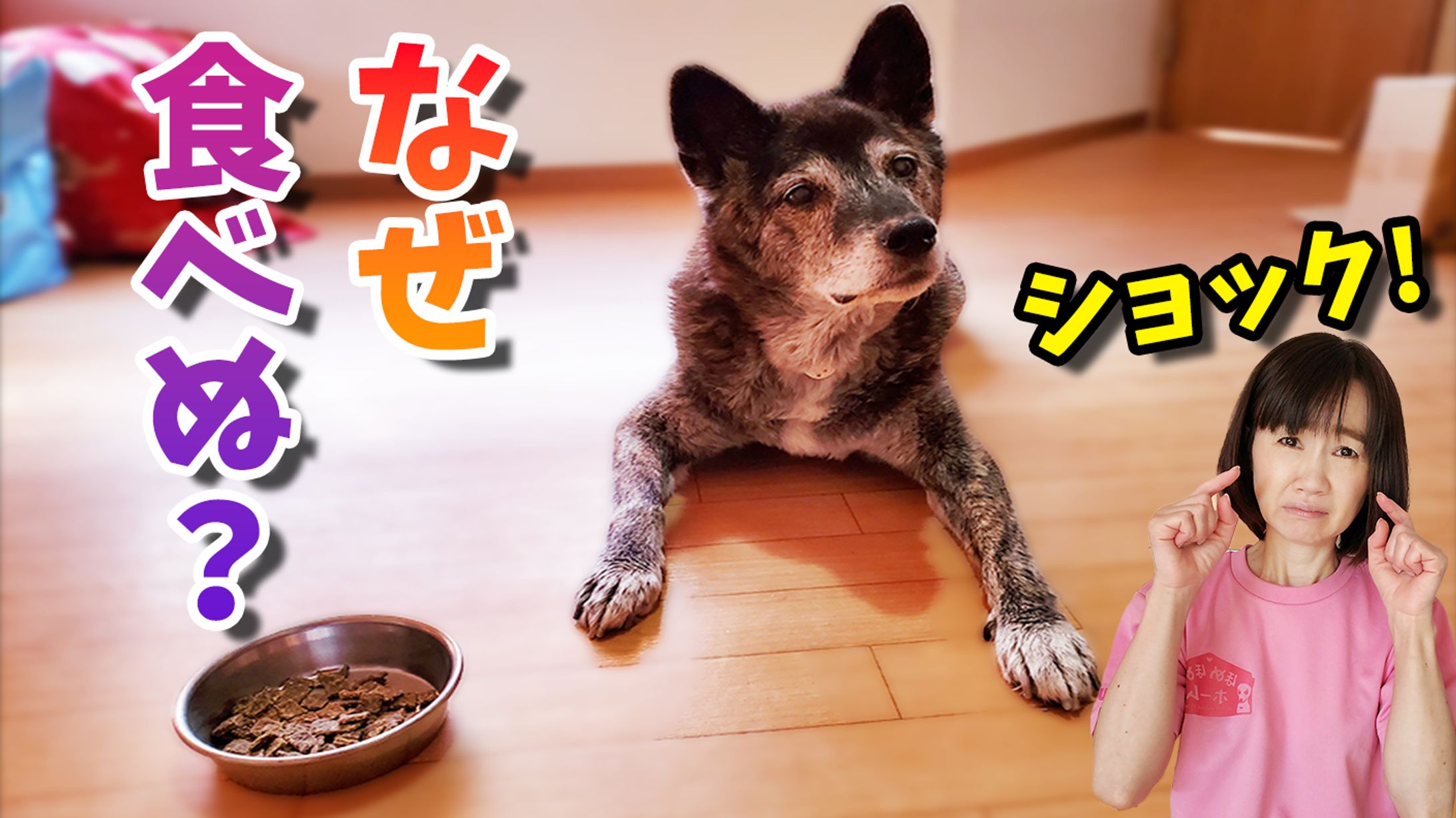 ドッグフードを食べない-1