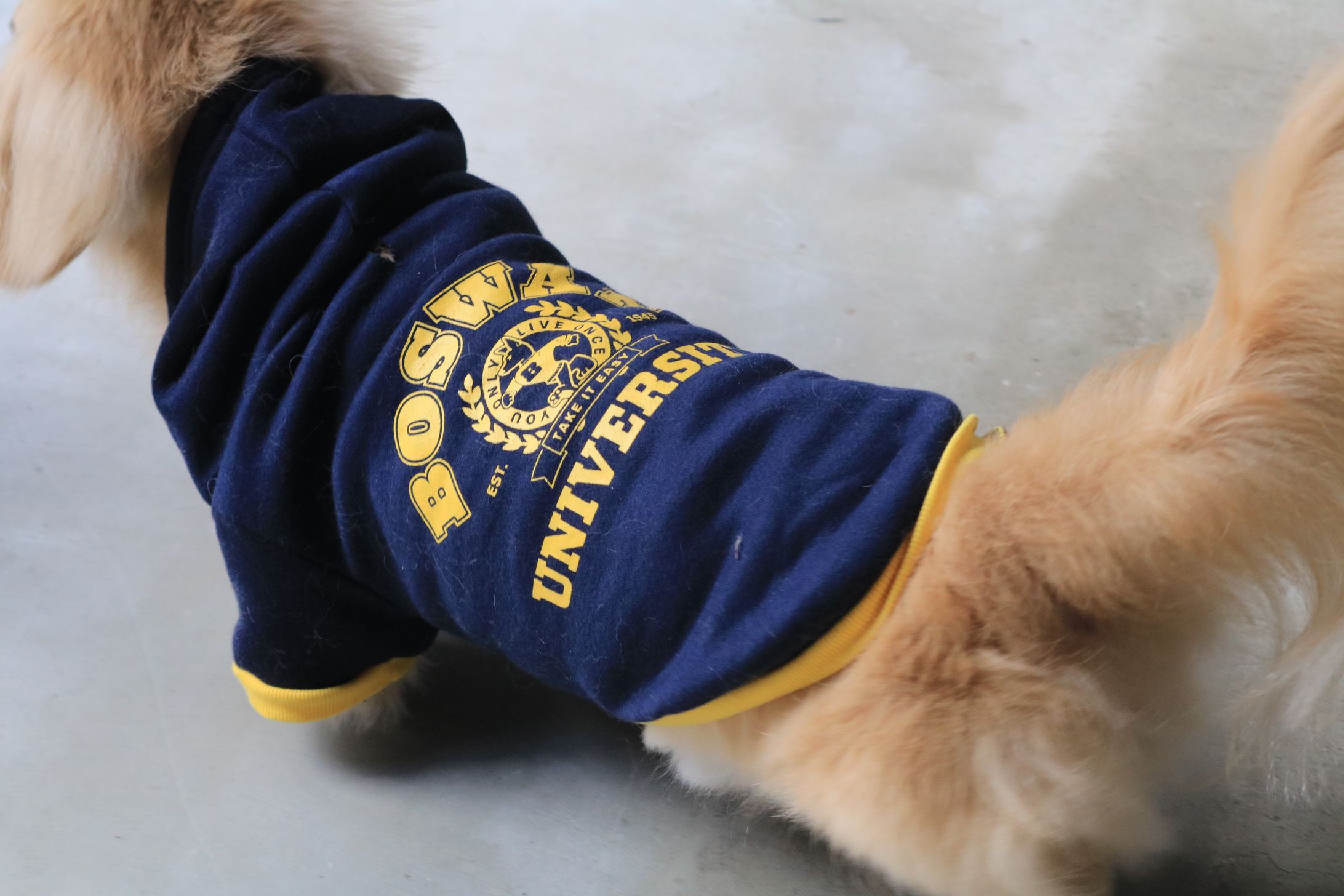 Pet Hoodie S M L University-1