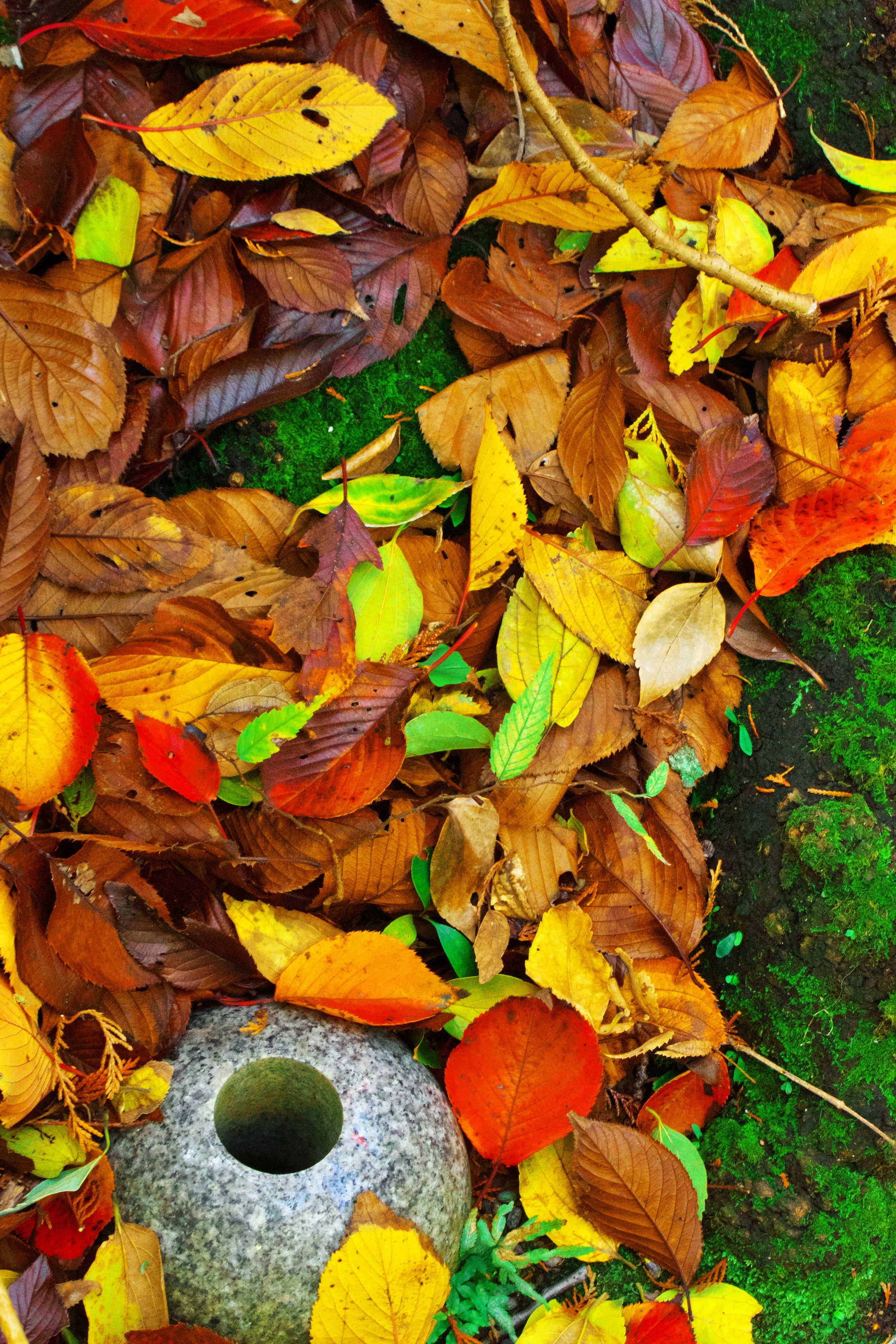 カラフルオータム威光稲荷堂-1