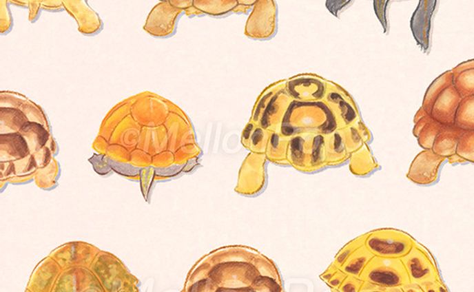 カメのおしりたち。