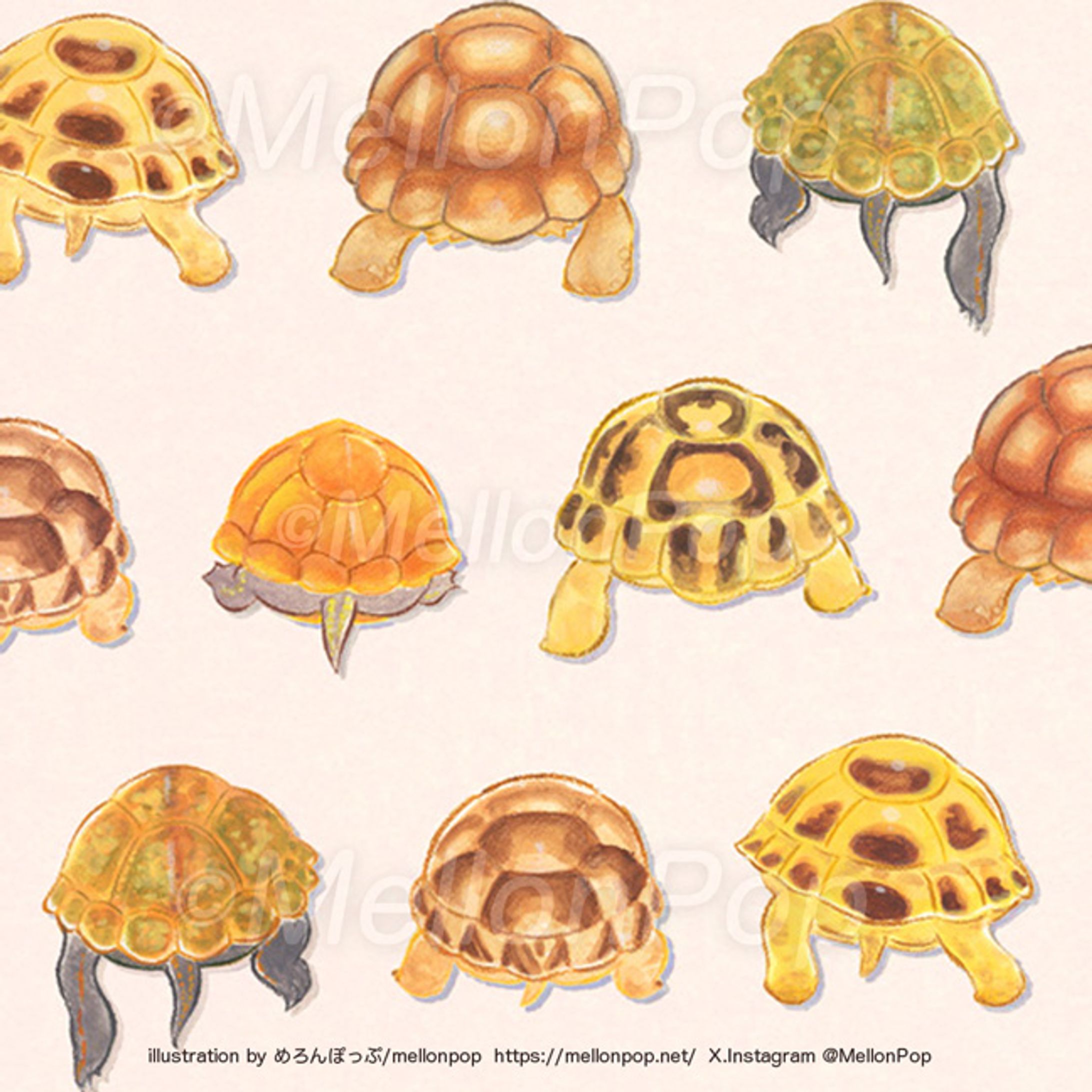 カメのおしりたち。-1