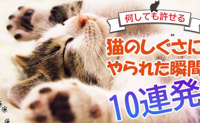猫のしぐさにやられた瞬間10連発
