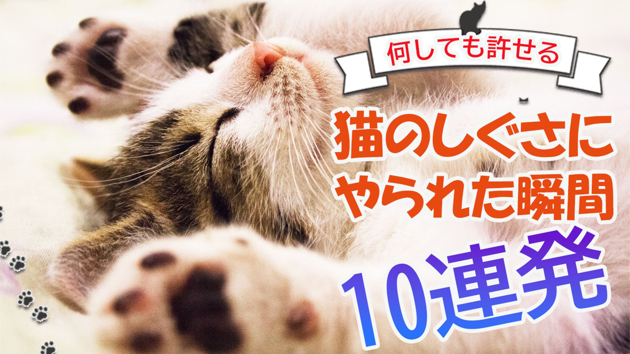 猫のしぐさにやられた瞬間10連発-1