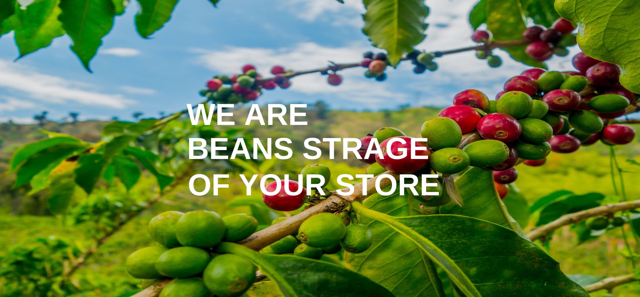 -Shopify-コーヒー豆輸入会社ストア-1