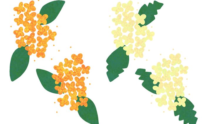 金木犀・銀木犀