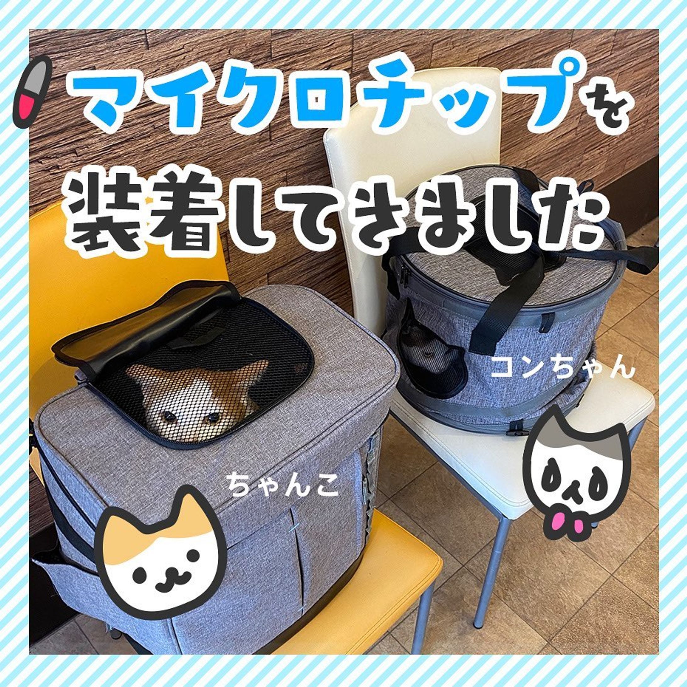 マイクロチップを装着したのでレポートにまとめました
マイクロチップ検討してる方の参考になったら嬉しいです🥹

話はそれますが
iPad使わずでpcで描いたのでイラストのテイストがいつもとちょっと違います😂ゆるゆる
ゆるゆるイラスト似顔絵も需要あるかなあ😂？w

#茶白 #茶白猫 #キジ白 #サバ白 #キジシロ#はちわれ #はちわれねこ #ヅラ猫 #にゃんすたぐらむ #ねこすたぐらむ #猫のいる暮らし #猫好きさんと繋がりたい #cat#catstagram #保護猫と暮らす#치즈냥#고등어고양이#redtabbyandwhite #마스크 #고등어태비#고등어태비 #육묘일기#仲良し猫#マイクロチップ#catillustration-1