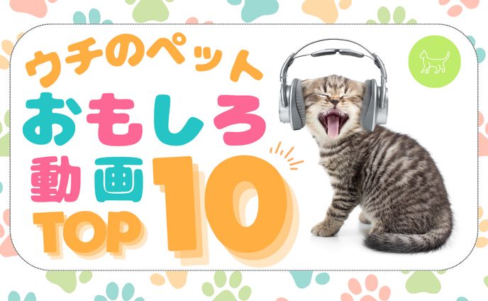 YouTubeサムネイル　ペットおもしろ動画