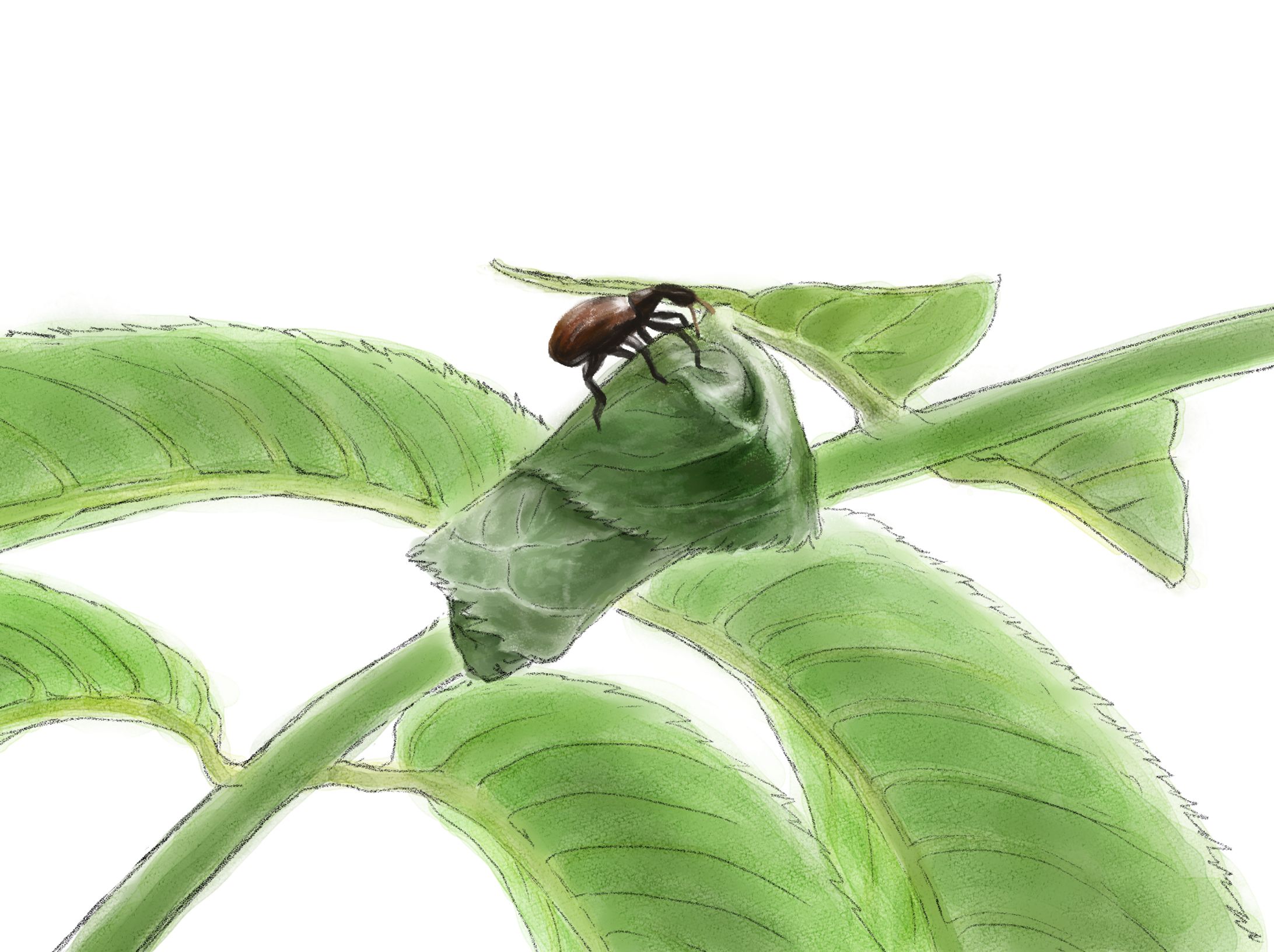 ヒゲナガオトシブミ-1