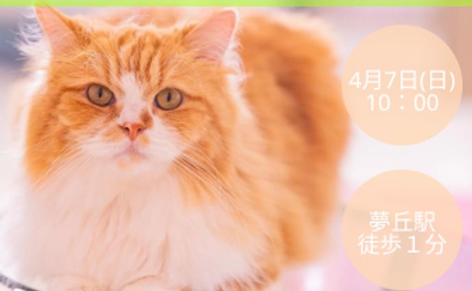 保護猫カフェバナー