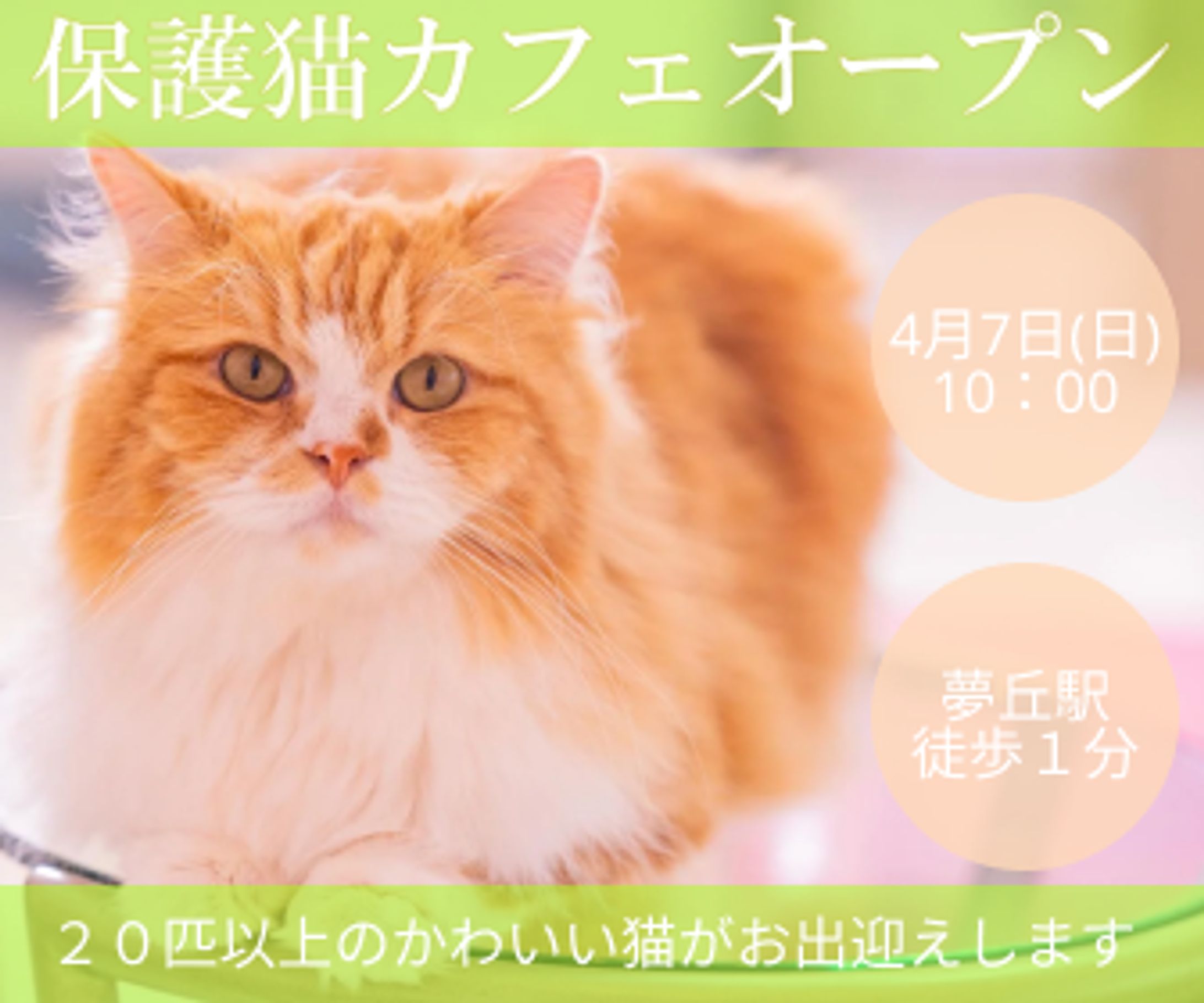 保護猫カフェバナー-1