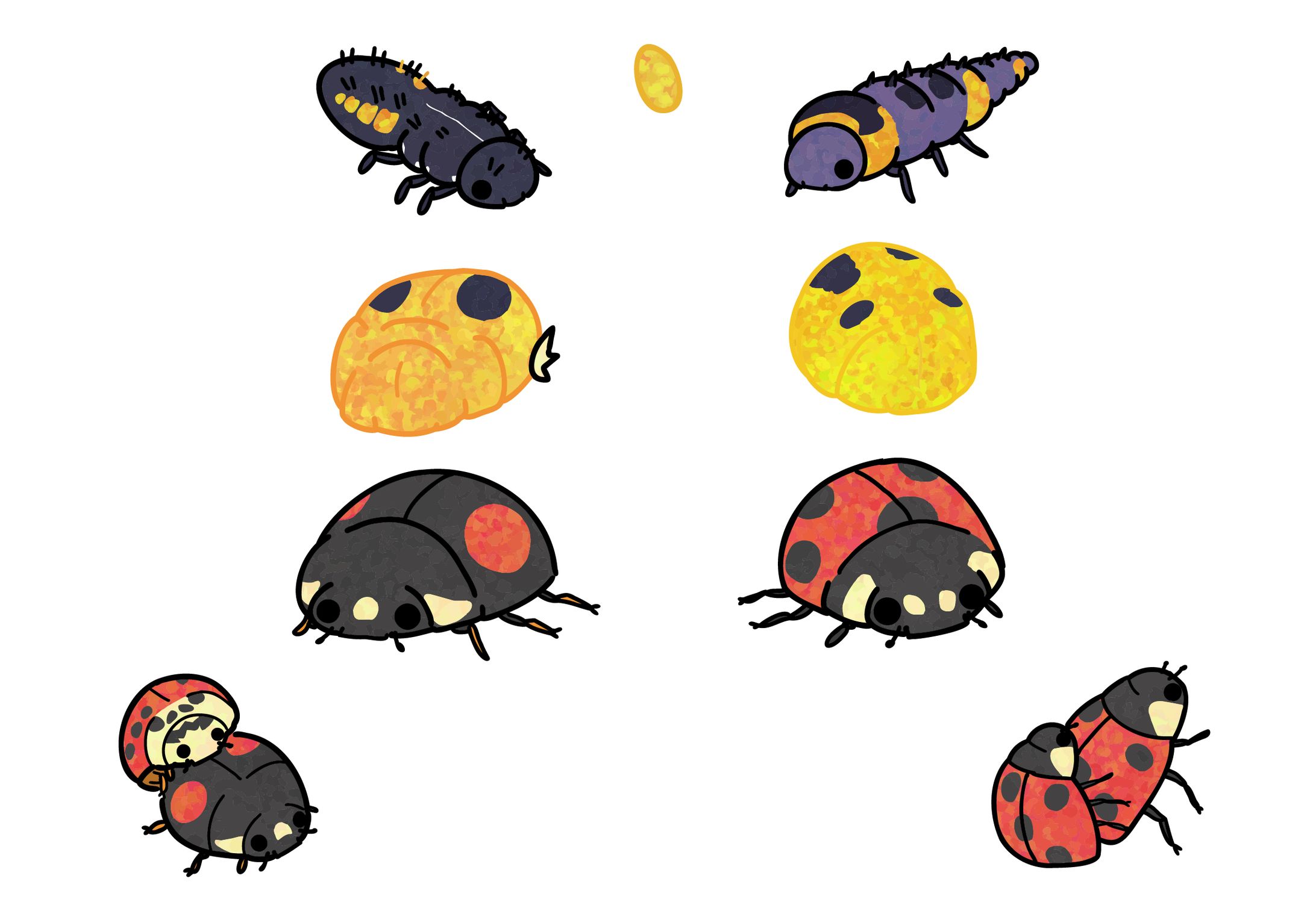 ナミテントウとナナホシテントウの成長-1