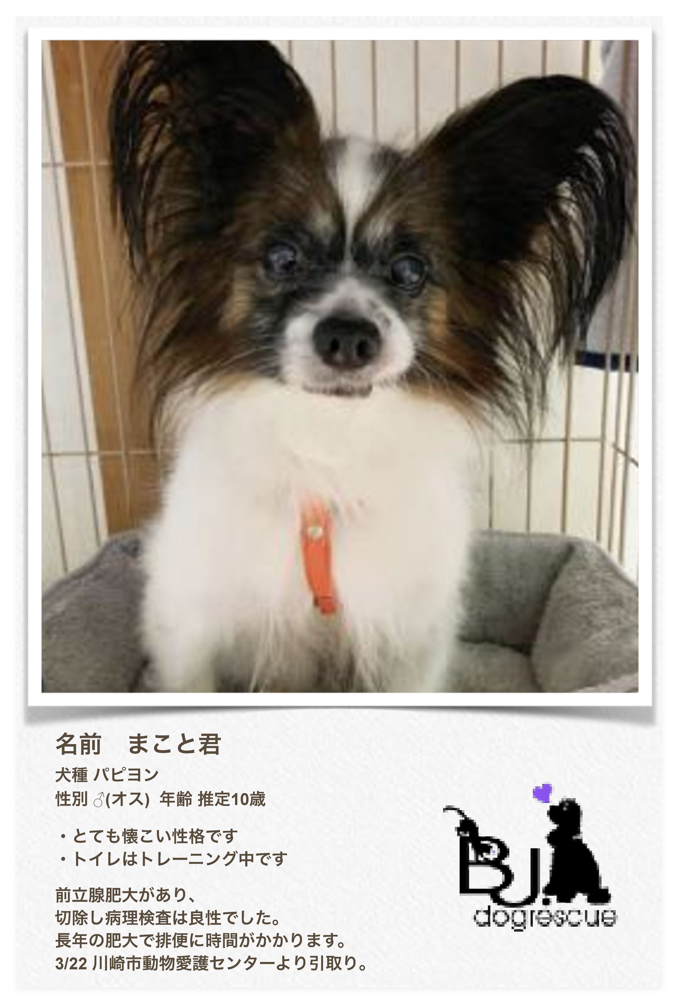 保護犬プロフィール-1