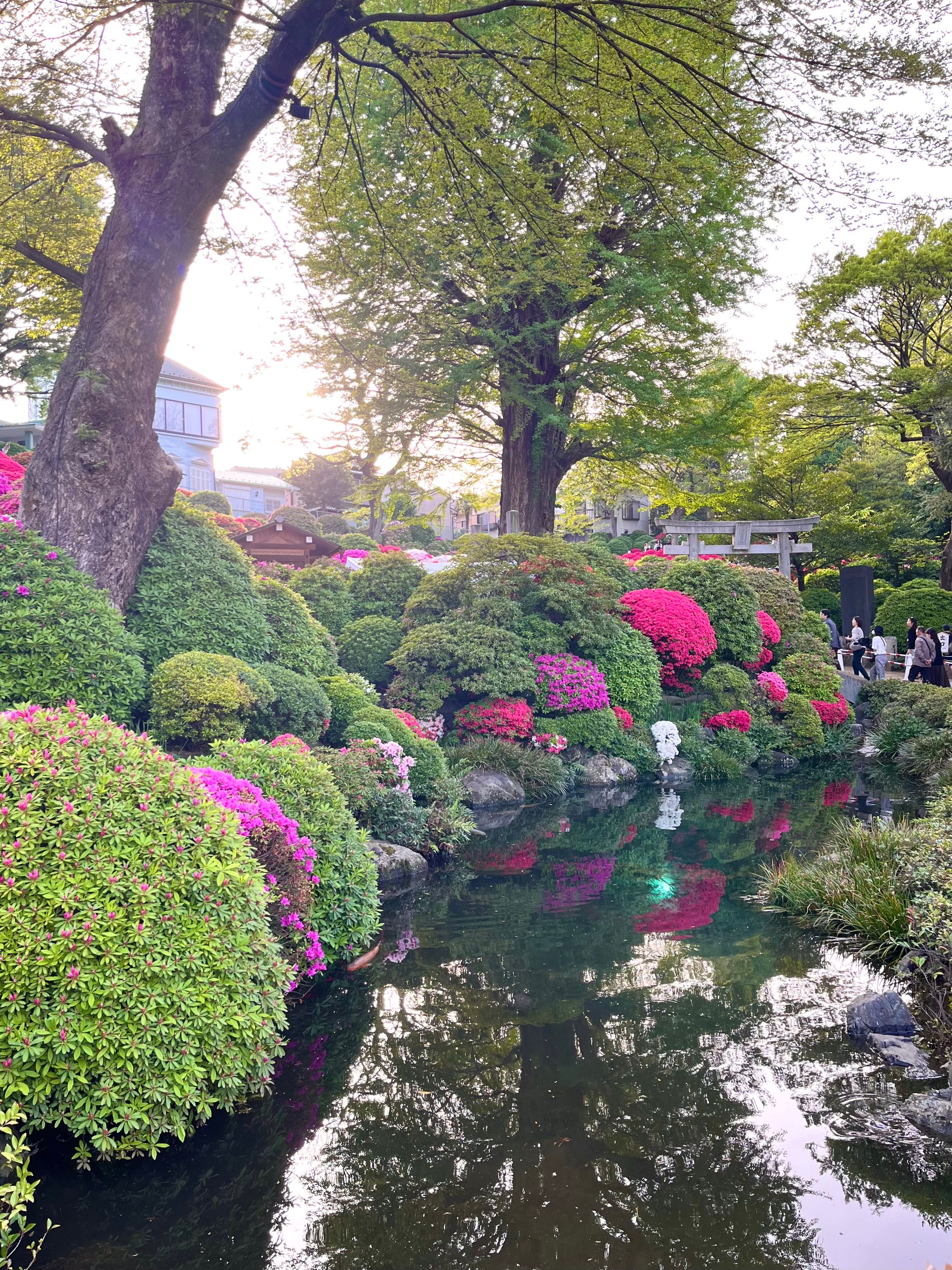 ツツジの森のにゃんず-1