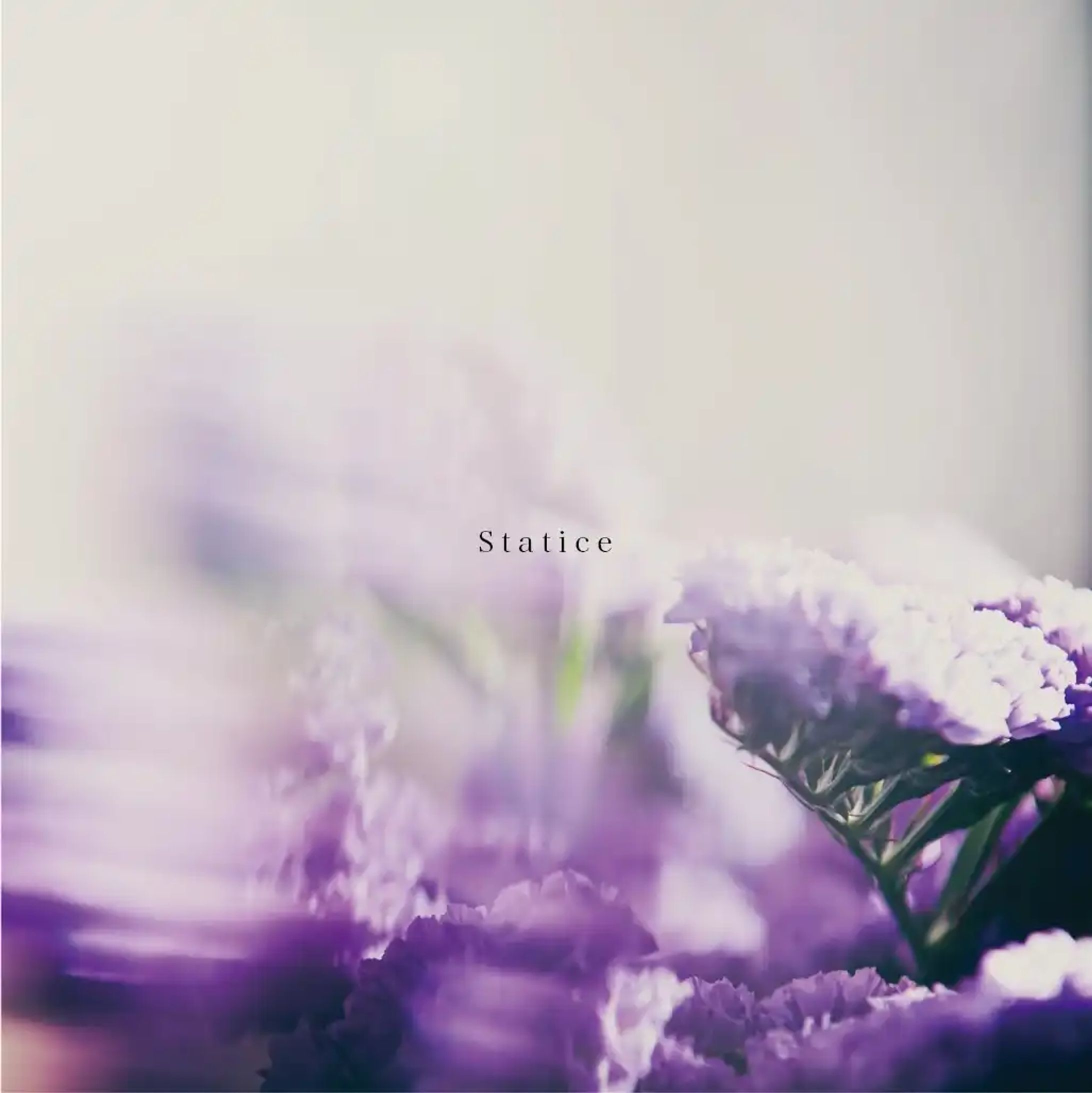 Dripdays - Statice-1