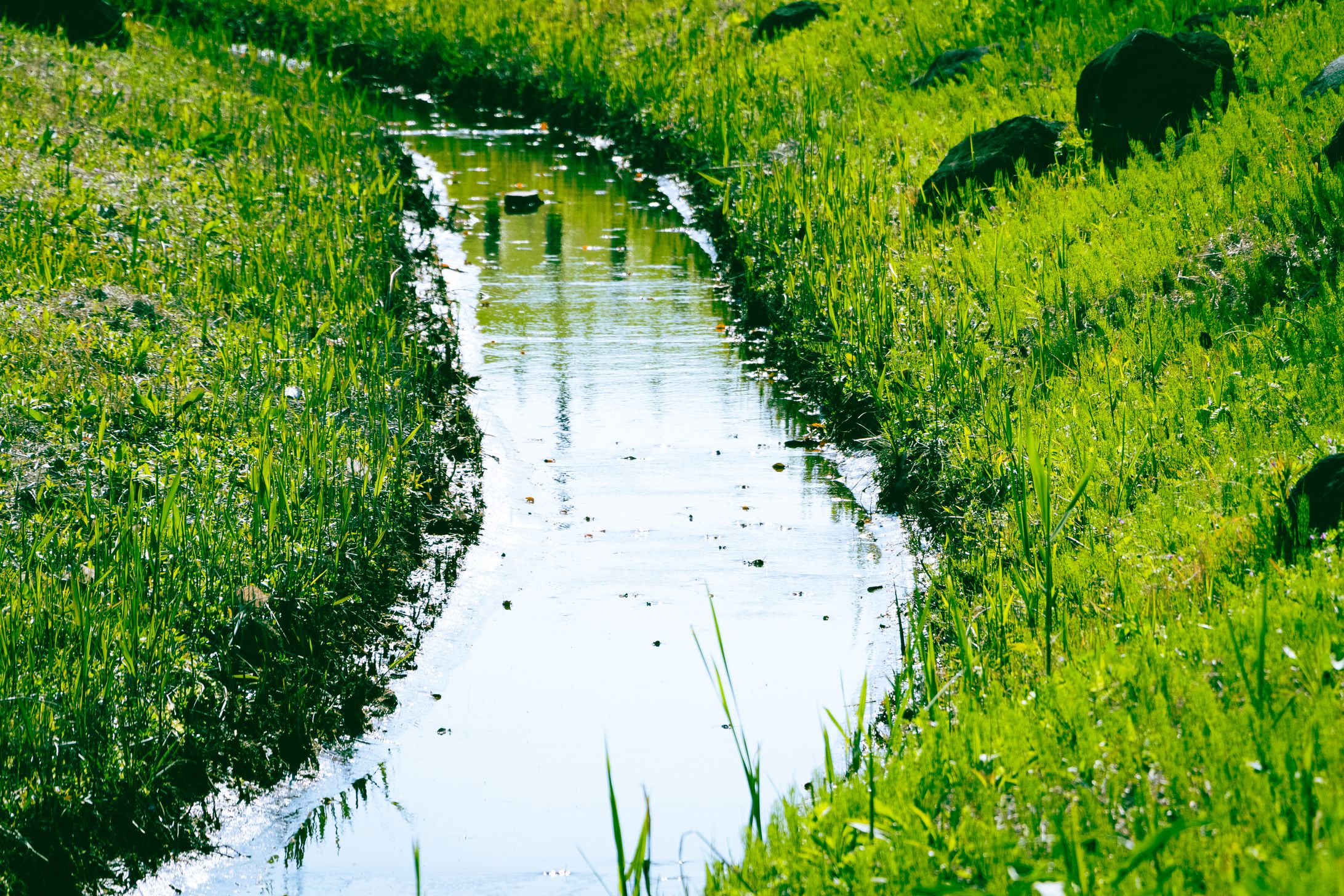 Spring Flowers in 2026-1