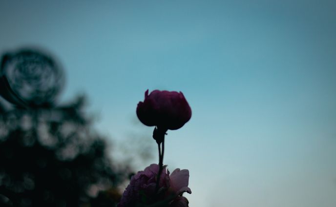 Spring Roses in 2024 -- harunoyoi