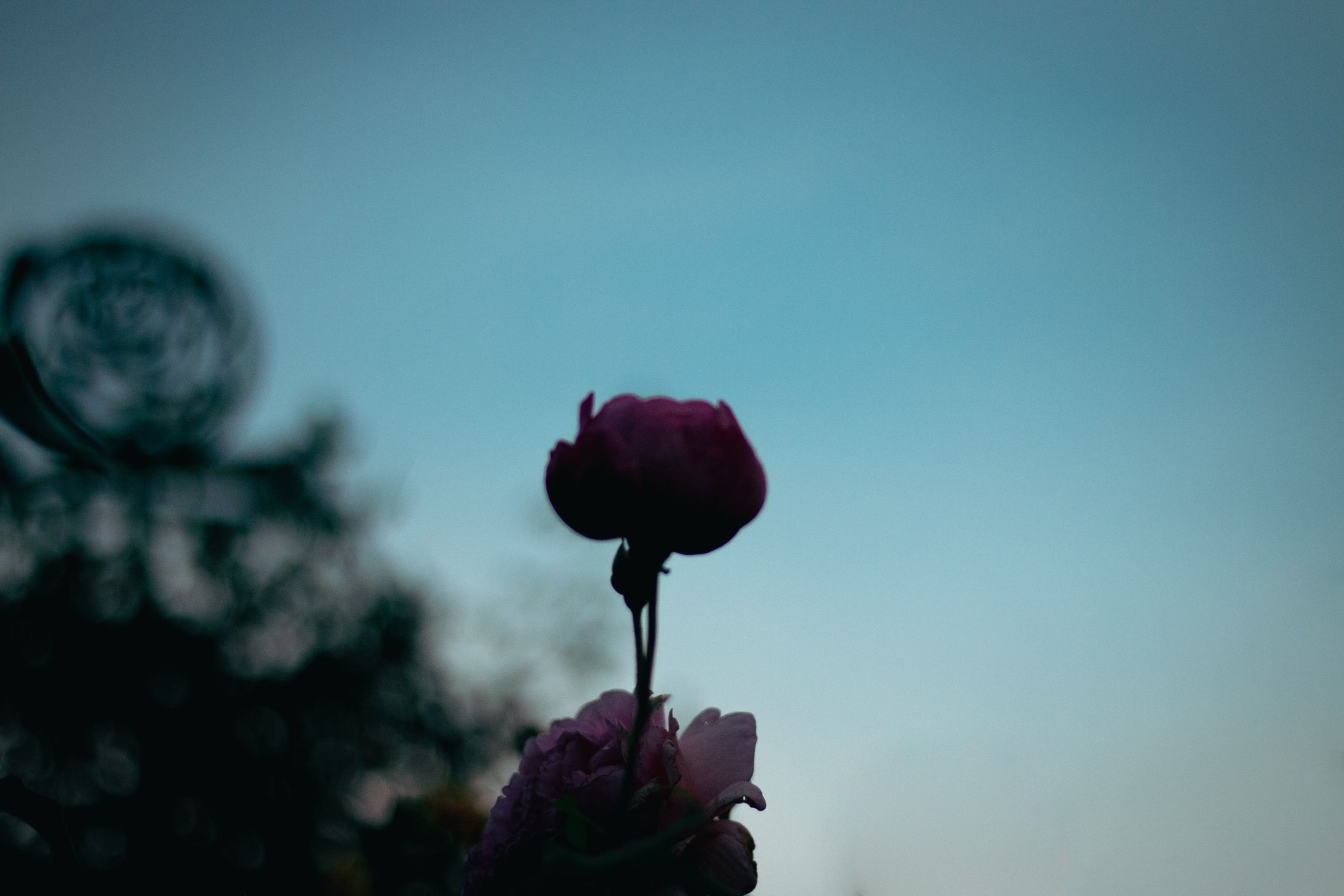 Spring Roses in 2024 -- harunoyoi-1